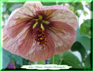 Abutilon Lilac Shower