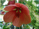 Abutilon Pictum Orange (variegata)