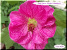 Abutilon Pink Princess