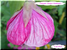 Abutilon Pinkzauber