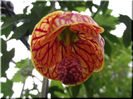 Abutilon Red Tiger Striatum