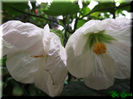 Abutilon White Goliath