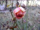 Forme si culori la inceput de decembrie 2018