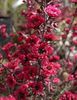 Planta de Manuka-Leptospermum scoparium de vanzare