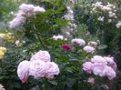 rosenfaszination