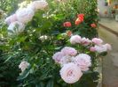 rosenfaszination