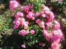 heidetraum