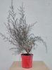 Manuka-Leptospermum scoparium la ghiveci de 2,5 L