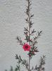 Manuka-Leptospermum scoparium de vanzare la ghiveci de 2,5 L