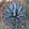 agave macroacantha