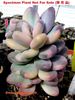 Pachyphytum_oviferum_var