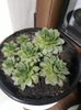 Sempervivum