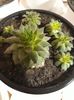 Sempervivum