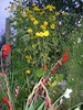 heliopsis si gladiole