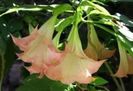 TROMPETA INGERULUI, BRUGMANSIA, DATURA