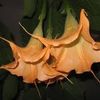 TROMPETA INGERULUI, BRUGMANSIA, DATURA