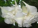 TROMPETA INGERULUI, BRUGMANSIA, DATURA