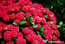 HORTENSIA