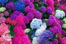 HORTENSIA