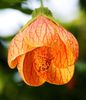 abutilon