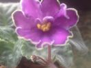 King s Treasure