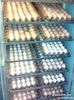 incubator 1200 oua gaina automat