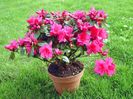 rododendron