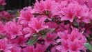 RODODENDRON