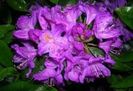 RODODENDRON
