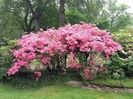 RODODENDRON