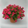 RODODENDRON