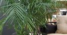Palmierul de bambus sau Palmierul pieptene