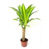 DRACAENA FRAGRANCE