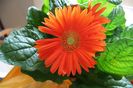 GERBERA
