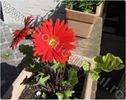 GERBERA