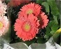 GERBERA