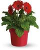 GERBERA