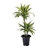 Dracaena Deremensis