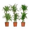 Dracaena Deremensis