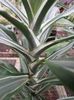 Dracaena Deremensis