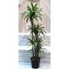 Dracaena Deremensis