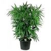 Rhapis Excelsa