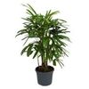 Rhapis Excelsa