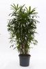 Rhapis Excelsa