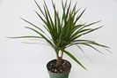 Dracaena Marginata