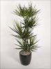 Dracaena Marginata
