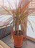 Dracaena Marginata