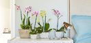 Phalaenopsis