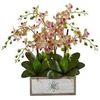 Phalaenopsis