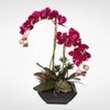 Phalaenopsis